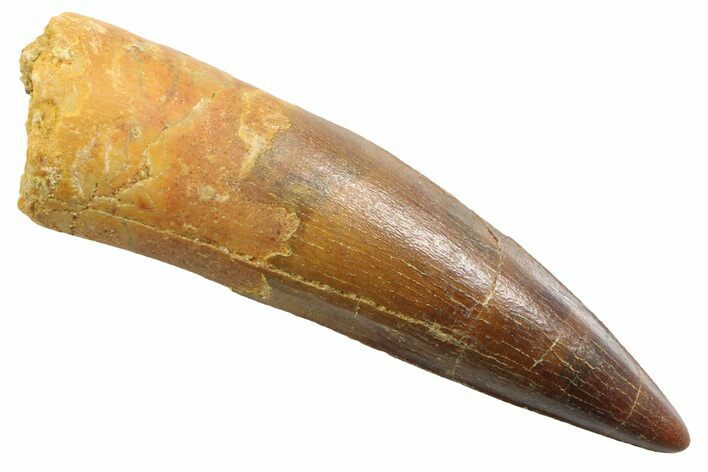 Fossil Spinosaurus Tooth - Beautiful Preservation #354813